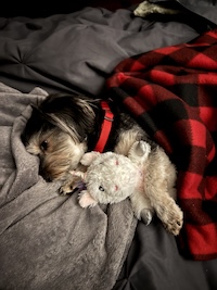 Ginny tucked in for a nap.
