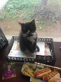 Mr. Moewington as a kitten