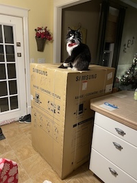 Mr. Meow surveying his empire