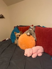 Ruby blending into the bed